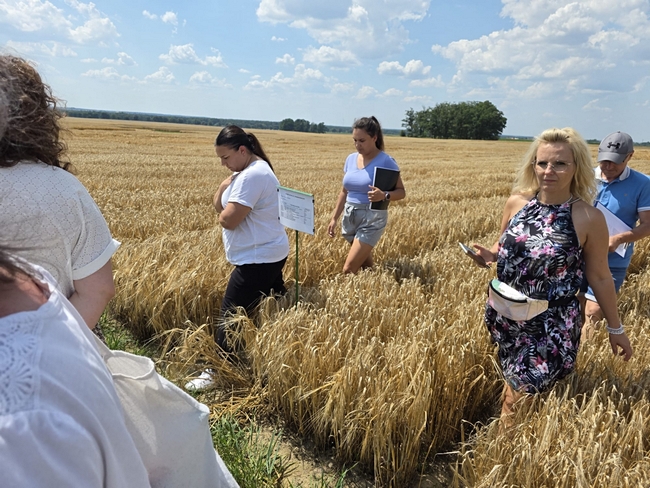 Lustracja doświadczeń z jeczmieniem jarym w HR Baków
