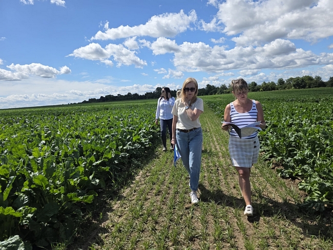 Lustracja doświadczeń OWT z burakiem cukrowym przez przedstawicieli pracowni OWT COBORU