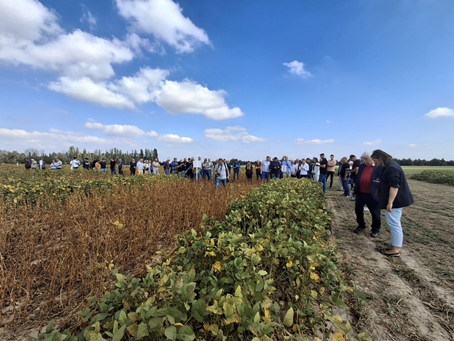 Omówienie doświadczeń odmianowych