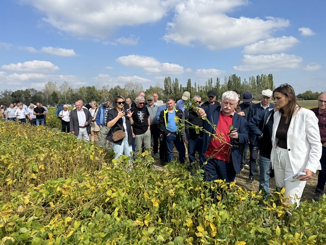 prezentacja poletek odmianowych na polu doświadczalnym SDOO Głubczyce