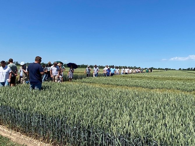 prezentacja i omówienie agroteczniki uprawy pszenicy ozimej