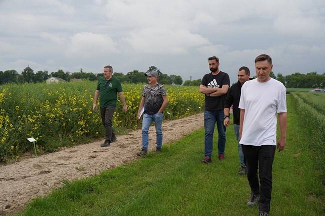 lustracja doświadczeń z rzepakiem w OODR w Łosiowie